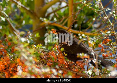 Eine Serie von 4 Fotos, die eine Amsel zeigen, die eine Orangenbeere schluckt. Ouzels mögen Orangenbeeren im Winter. Natürliches Essen für einen merle. Vogelfresser. Stockfoto