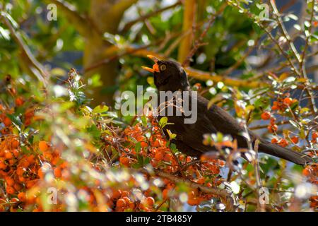 Eine Serie von 4 Fotos, die eine Amsel zeigen, die eine Orangenbeere schluckt. Ouzels mögen Orangenbeeren im Winter. Natürliches Essen für einen merle. Vogelfresser. Stockfoto