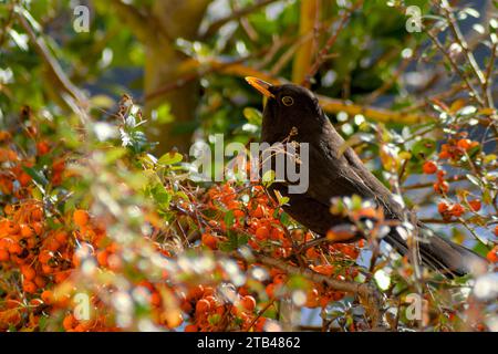 Eine Serie von 4 Fotos, die eine Amsel zeigen, die eine Orangenbeere schluckt. Ouzels mögen Orangenbeeren im Winter. Natürliches Essen für einen merle. Vogelfresser. Stockfoto