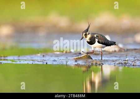 Nördliche Kiebitze (Vanellus vanellus), die am Ufer Dessaus auf Nahrungssuche sind Stockfoto