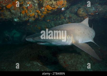 Sandtigerhai (Carcharias taurus) in seiner Höhle. Tauchplatz Aliwal Shoal, Umkomaas, KwaZulu Natal, Südafrika Stockfoto