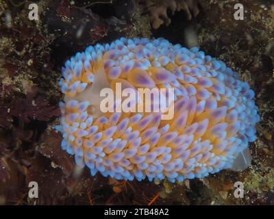 Silvertip Nudibranch (Janolus capensis), False Bay Tauchplatz, Kap der Guten Hoffnung, Kapstadt, Südafrika Stockfoto