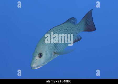 Mangrovenschnapper (Lutjanus argentimaculatus), Tauchplatz House Reef, Mangrovenbucht, El Quesir, Rotes Meer, Ägypten Stockfoto