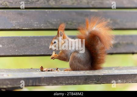 Rotes Eichhörnchen (Sciurus vulgaris) auf einer Parkbank, Wildtiere, Deutschland Stockfoto