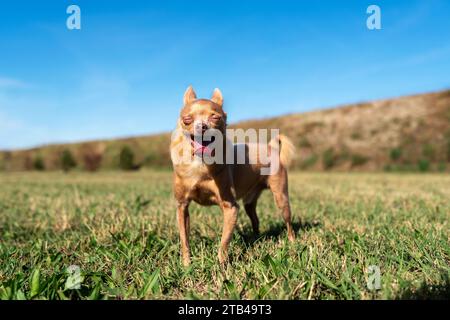 Braune Hunderasse von Toy Terrier, die draußen auf grünem Gras steht. Stockfoto