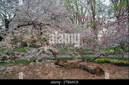 Malus coronaria, auch bekannt unter den Namen süße Krabbe oder Girlandabstreibe, ist eine nordamerikanische Malus-, Krabbenart Stockfoto