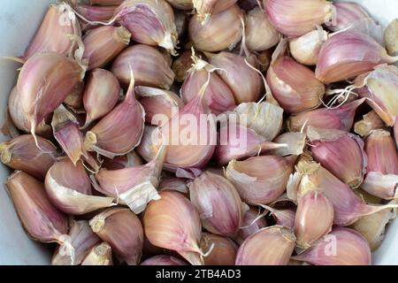 Knoblauchzehen, die von den Köpfen getrennt wurden, bevor sie in den Boden gepflanzt wurden. Stockfoto