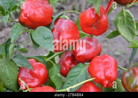 Die roten Früchte von süßem Pfeffer, gereift im Busch Stockfoto