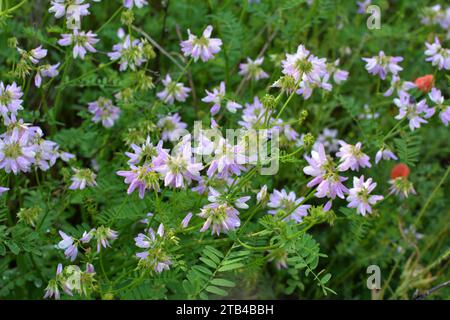 In der Natur wächst die Securigera Varia in Wildgräsern Stockfoto
