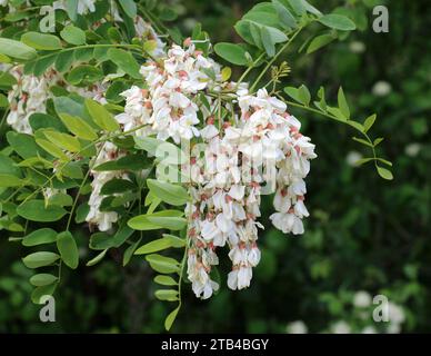 Im Frühling blühen weiße Akazien (Robinia pseudoacacia) in freier Wildbahn Stockfoto