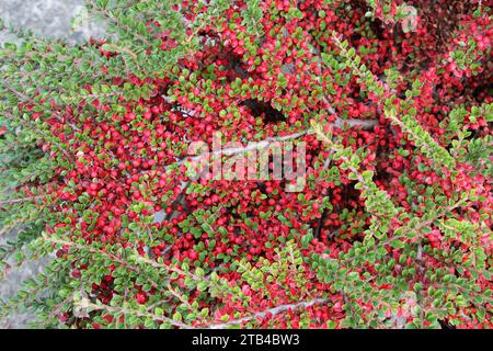 Im Garten wächst ein dekorativer Busch des Cotoneaster horizontalis Stockfoto