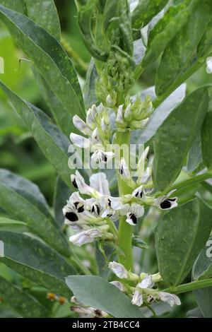 Auf dem Feld der blühenden Pferdebohne (Vicia faba) Stockfoto