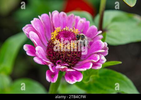 Nahaufnahme einer Hummel, die auf den blühenden rosa und putzfarbenen Zinnia elegans sitzt, bekannt als Jugend und Alter, gewöhnliche Zinnia oder elegante Zinnia, ein jährliches Fl Stockfoto