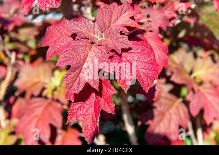 Nahaufnahme der hellroten Blätter der Hortensie quercifolia oder Eichenblatthortensie im Herbst mit bunten Blättern im Hintergrund außer Fokus Stockfoto