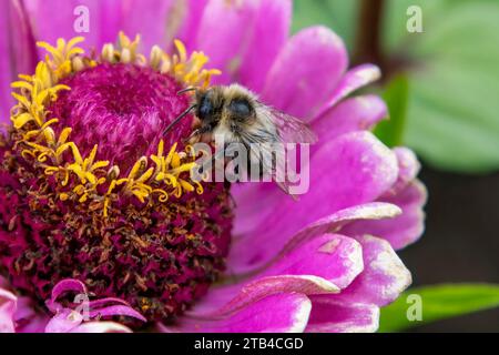 Nahaufnahme einer Hummel, die auf den blühenden rosa und putzfarbenen Zinnia elegans sitzt, bekannt als Jugend und Alter, gewöhnliche Zinnia oder elegante Zinnia, ein jährliches Fl Stockfoto