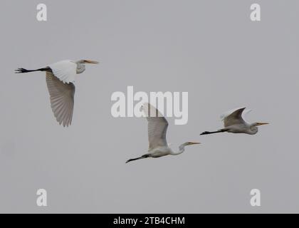 Großreiher (Ardea alba) im Flug, Bombay Hook NWR, DE Stockfoto