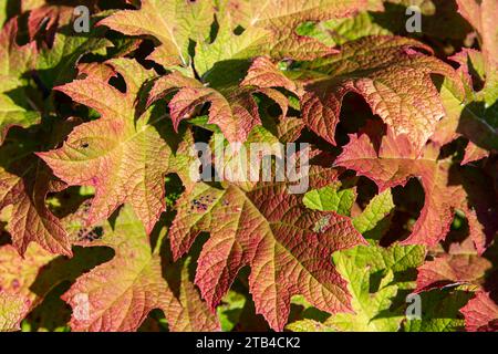 Nahaufnahme von hellgrünen und roten Blättern der Hortensie quercifolia oder Eichenblatthortensie im Herbst mit bunten Blättern im Hintergrund außer Fokus Stockfoto