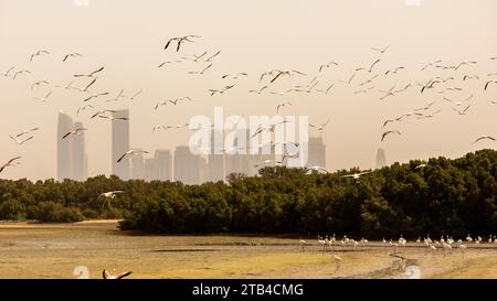 Schar von Greater Flamingos (Phoenicopterus roseus) im Ras Al Khor Wildlife Sanctuary in Dubai, fliegen über die Stadt mit Dubai Wolkenkratzern im Hintergrund Stockfoto