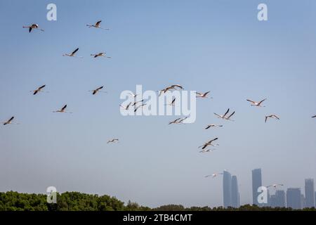 Eine Schar großer Flamingos (Phoenicopterus roseus) im Ras Al Khor Wildlife Sanctuary in Dubai, die mit Wolkenkratzern von Dubai über die Stadt fliegen. Stockfoto