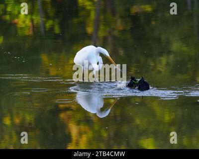 Großreiher (Ardea alba), der Fische fängt, Huntley Meadows, VA, USA Stockfoto