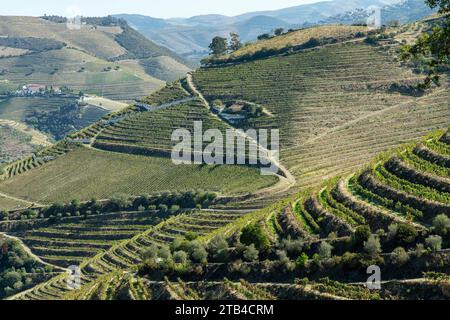 Panoramablick über die Hügel entlang des Flusses Douro, Portugal, bekannt für seine Weinberge auf Terrassen Stockfoto