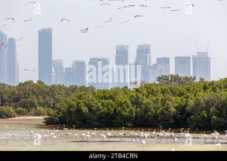 Dubai, VAE, 18.09.22. Greater Flamingos (Phoenicopterus roseus) im Ras Al Khor Wildlife Sanctuary in Dubai, Watching in der Lagune, Dubai Skyline. Stockfoto