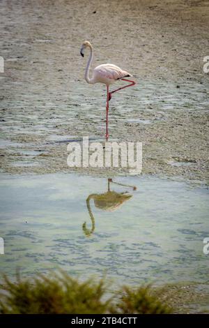 Single Greater Flamingo (Phoenicopterus roseus) im Ras Al Khor Wildlife Sanctuary in Dubai, stehend auf einem Bein im Wattenmeer, mit seiner Reflexion. Stockfoto