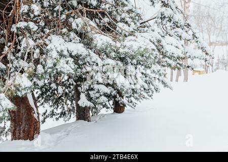 Nadelbäume zwischen weißem Schnee Stockfoto