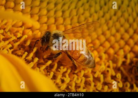 Eine Honigbiene sammelt Pollen aus einer Sonnenblumenblüte in Sonnenblumenfeldern im Yolo County, Kalifornien Stockfoto