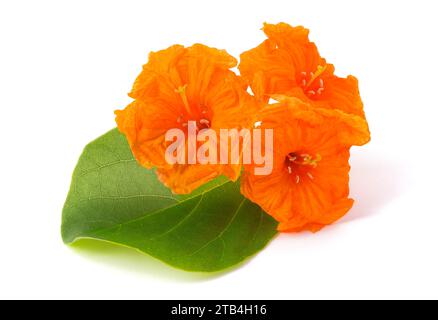 Meertrompete (Cordia subcordata) isoliert auf weiß Stockfoto