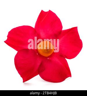 Red mandevilla Blume auf weißem Hintergrund Stockfoto