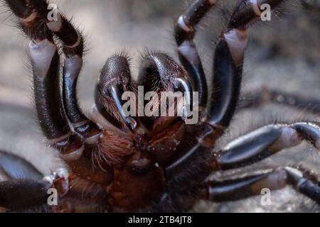 Defensive weibliche Sydney Funnel Web Spider mit Gifttropfen an den Zähnen Stockfoto