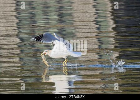 Eine Möwe mit einem Fisch im Schnabel fliegt aus dem Wasser und macht einen Splah in Coeur d'Alene, Idaho. Stockfoto