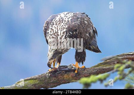 Ein Nahfoto eines jungen Weißkopfseeadlers, der auf einem Zweig sitzt und einen Fisch im Norden von Idaho isst. Stockfoto