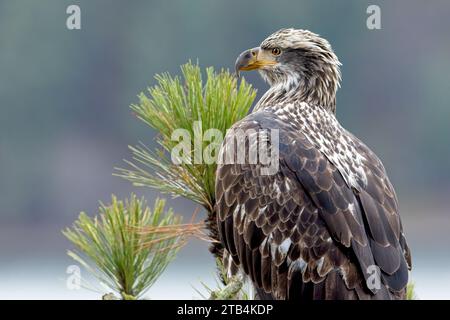 Eine Nahaufnahme eines jungen amerikanischen Weißkopfseeadlers in Nord-Idaho. Stockfoto