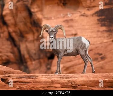 Ein großes männliches Dickhornschaf posiert auf einer Rebrock-Formation im Valley of Fire State Park in Nevada. Stockfoto