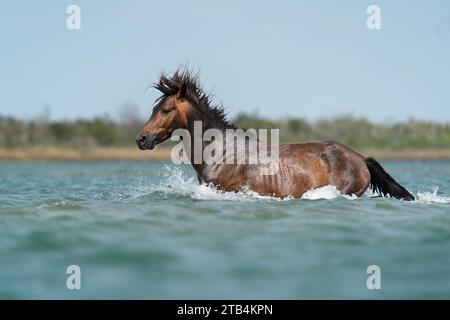 Ein wilder Mustang-Hengst, der durch tiefes Wasser plätschert und seine Mähne fliegt, in Shackleford Banks in den Outer Banks von North Carolina. Stockfoto