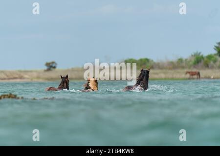 Wilde Pferde schwimmen zwischen Sandbänken in Shackleford Banks in den Outer Banks von North Carolina. Stockfoto