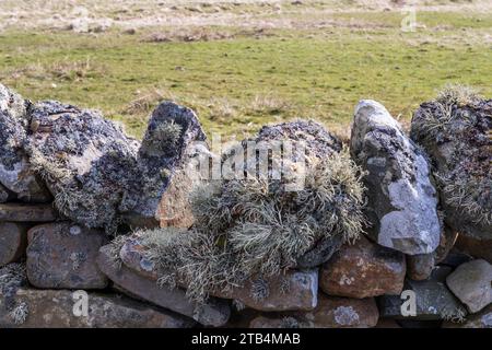 Flechten auf der Trockenmauer, Shetland. Stockfoto