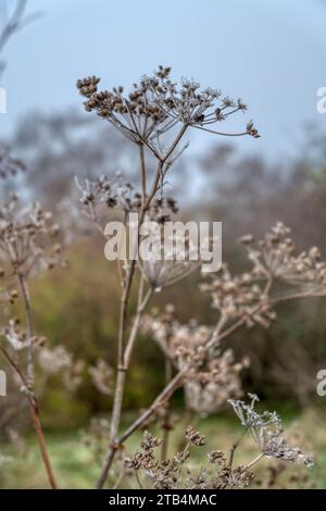 Fenchel, Foeniculum vulgare, Samenköpfe bedeckt mit Eis am nebeligen Dezembertag im Norfolk-Garten. Im Winter im Garten als bauliches Interesse gelassen Stockfoto