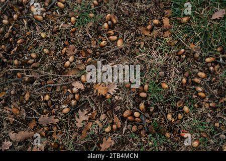 Braune Eichenblätter und Eicheln liegen zwischen kleinen Ästen auf grünem Gras Stockfoto