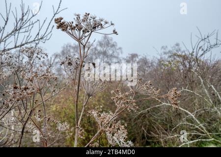 Fenchel, Foeniculum vulgare, Samenköpfe bedeckt mit Eis am nebeligen Dezembertag im Norfolk-Garten. Im Winter im Garten als bauliches Interesse gelassen Stockfoto