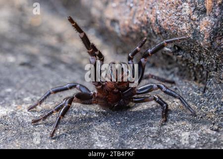 Defensive weibliche Sydney Funnel Web Spider mit Gifttropfen an den Zähnen Stockfoto