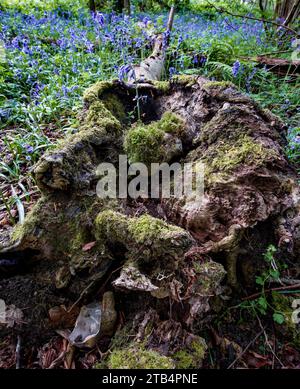 Intime Umweltlandschaft von Blauell-Wäldern (Hyacinthoides non-scripta) mit markanten Baumstümpfen, die die Szene ankern Stockfoto