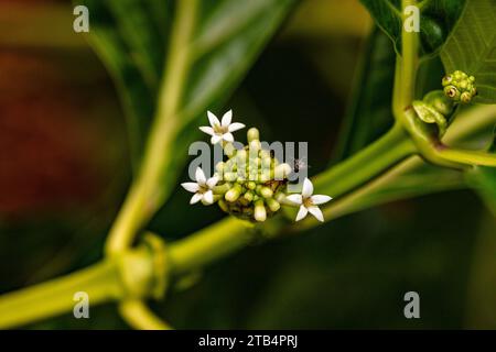 Natürliches Nahaufnahme blühendes Pflanzenporträt von Morinda citrifolia var Potteri (Noni, Strandmaulbeere, Erbrochenfrucht, Alubaum) im frühen Wintersonnenschein Stockfoto