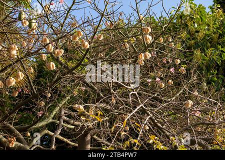 Seltsam schöner Kapokbaum (Ceiba pentandra) und Blumen Stockfoto