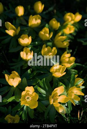 Eranthis hyemalis zeigt eine helle Darstellung von goldgelben, butterblumenartigen Blüten Stockfoto