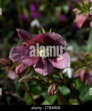 Helleborus orientalis beginnt im Februar zu blühen Stockfoto