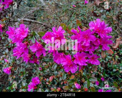 Atemberaubend farbenfrohe Rhododendron „Amoenum“ blüht im frühen Winter. Natürliches Nahaufnahme hochauflösendes Pflanzenporträt mit negativem Raum Stockfoto