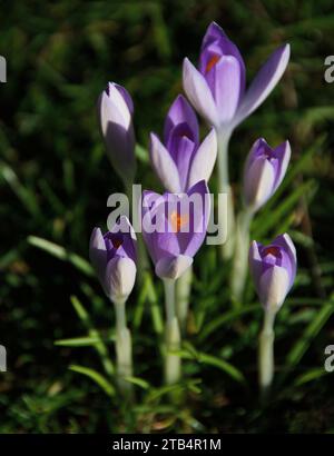 Die Blüten des Crocus tommasinianus beginnen sich bei Sonnenschein im Februar zu öffnen Stockfoto